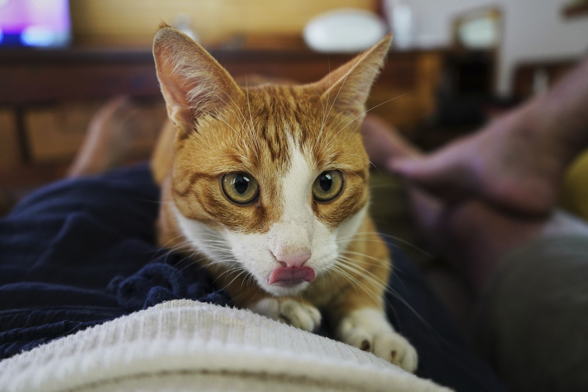 Gatto rosso con la lingua fuori